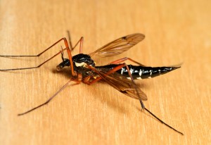 Mosquito control company Monroe GA